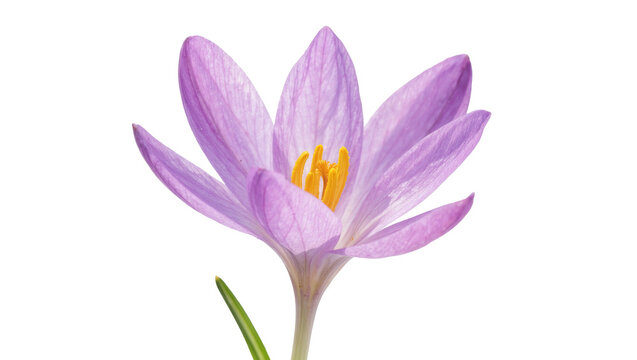 Delicate purple crocus flower with yellow stamen, isolated on transparent background