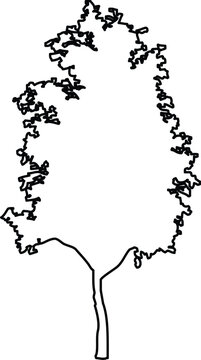 Black and white outline illustration of a tall, slender deciduous tree with textured foliage, handdrawn style for creative projects and coloring