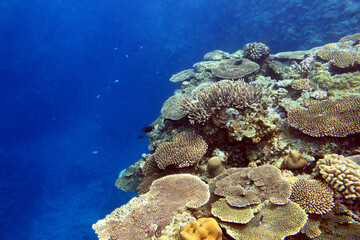 Sunlit coral reef edge in tropical blue water © bongoman