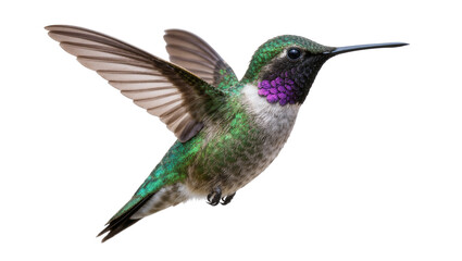 Male Anna s hummingbird with iridescent green feathers and purple gorget, isolated on transparent background © George