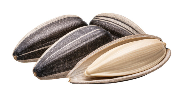 Striped sunflower seeds one cracked open revealing kernel, isolated on transparent background