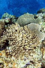 Healthy branching coral colony underwater in Okinawa © bongoman