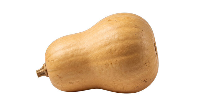 Butternut squash with stem during studio lighting against a clean backdrop isolated on transparent background