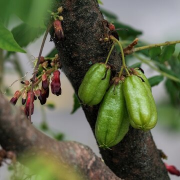 Fresh green bilimbi fruits (Averrhoa bilimbi) hanging on the tree trunk alongside reddish blossoms.
​Scientific Name: Averrhoa bilimbi