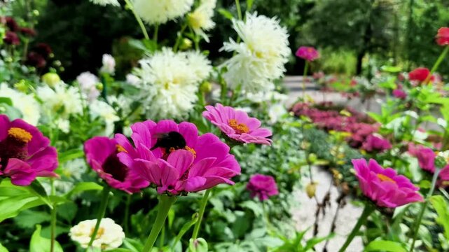Bumblebee on Pink Zinnia in Colorful Dahlia Garden Path