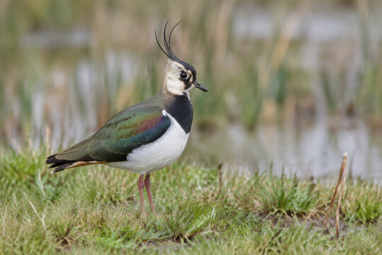 Northern lapwing standing in wet meadow, wildlife and grassland habitat concept