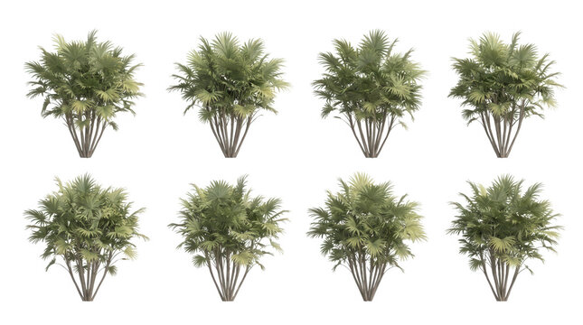 Conjunto de palmeras aisladas sobre fondo blanco