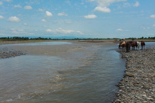 a herd of horses at a watering hole in a river