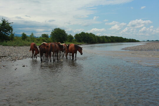 a herd of horses at a watering hole in a river