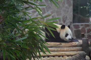 giant panda eating bamboo © jc collet