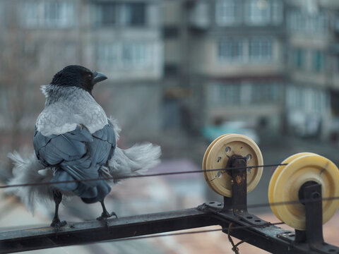 A horizontal medium shot of a hooded crow perched on an outdoor clothesline metal rail against an urban blurred background.