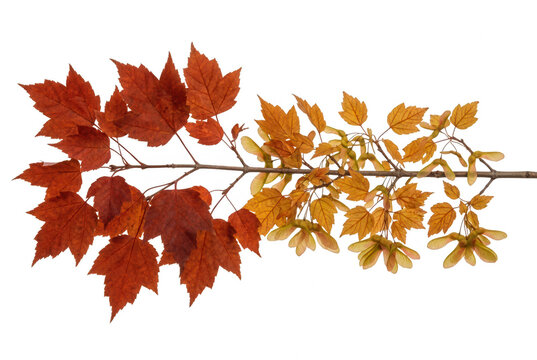 Ahornzweig mit herbstlichen Bl&auml;ttern und Samen