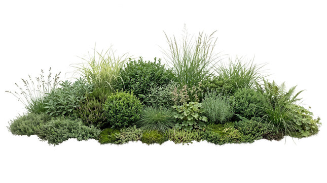 Gr&uuml;ne Gartenbepflanzung mit Gr&auml;sern und Stauden