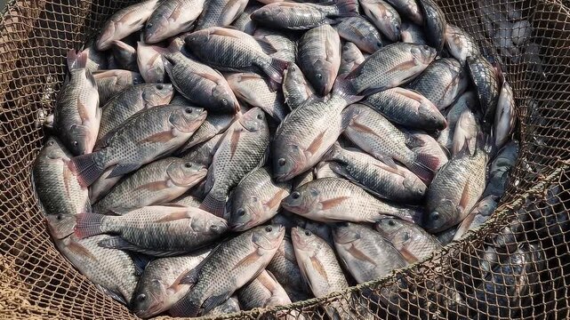 Large pile of freshly caught fish moving in a net
