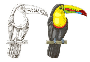 Fototapeta premium Sketched toucans tropical birds illustration