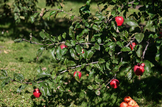 Ripe Red Apples Growing on Apple Tree in Sunny Orchard