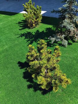 High angle view of decorative pine trees and conifer plants on bright green artificial grass