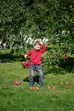 Little Boy Picking and Eating Red Apples in Autumn Orchard