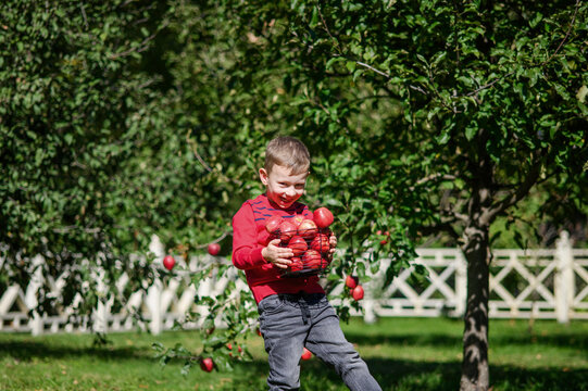 Little Boy Picking and Eating Red Apples in Autumn Orchard
