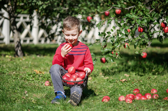 Little Boy Picking and Eating Red Apples in Autumn Orchard