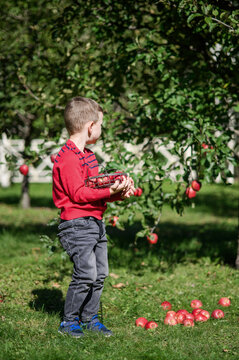 Little Boy Picking and Eating Red Apples in Autumn Orchard