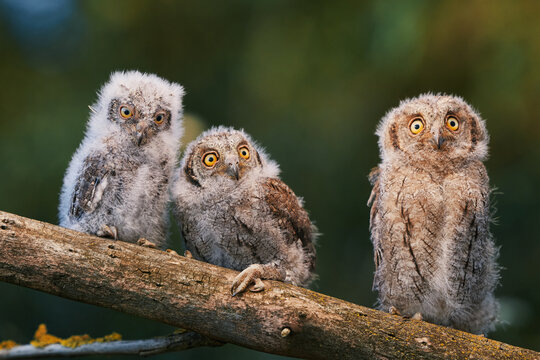 Portrait of three fluffy nestling Eurasian scops owls Otus scops perched on a tree branch in a forest. Close-up of a young wild owl chick in Wildlife habitat, featuring soft feathers, expressive eyes.