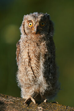 Portrait of a fluffy nestling Eurasian scops owl Otus scops perched on a tree branch in a forest. Close-up of a young wild owl chick in Wildlife habitat, featuring soft feathers, expressive eyes..