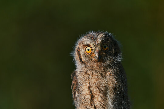 Portrait of a fluffy nestling Eurasian scops owl Otus scops perched on a tree branch in a forest. Close-up of a young wild owl chick in Wildlife habitat, featuring soft feathers, expressive eyes..