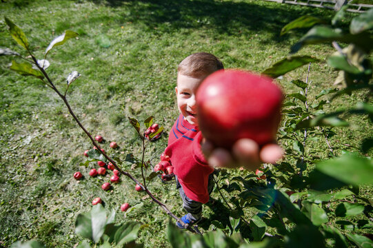 Happy Boy Offering Fresh Red Apple to Camera in Orchard