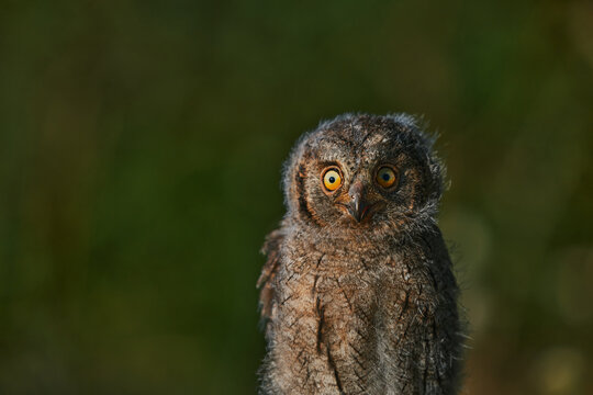 Portrait of a fluffy nestling Eurasian scops owl Otus scops perched on a tree branch in a forest. Close-up of a young wild owl chick in Wildlife habitat, featuring soft feathers, expressive eyes..