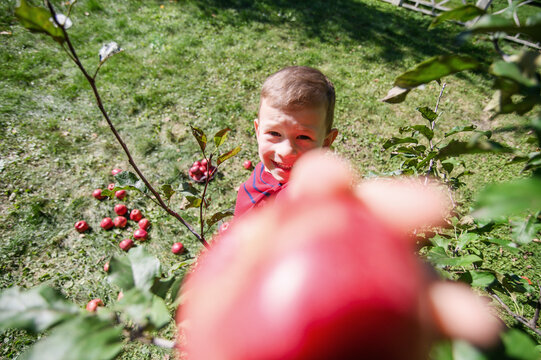 Happy Boy Offering Fresh Red Apple to Camera in Orchard