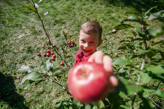Happy Boy Offering Fresh Red Apple to Camera in Orchard