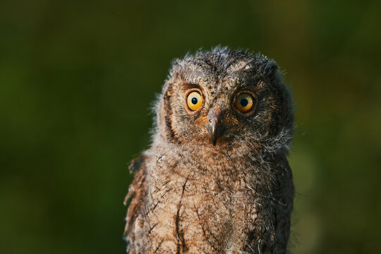 Portrait of a fluffy nestling Eurasian scops owl Otus scops perched on a tree branch in a forest. Close-up of a young wild owl chick in Wildlife habitat, featuring soft feathers, expressive eyes..