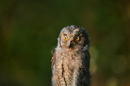 Portrait of a fluffy nestling Eurasian scops owl Otus scops perched on a tree branch in a forest. Close-up of a young wild owl chick in Wildlife habitat, featuring soft feathers, expressive eyes..