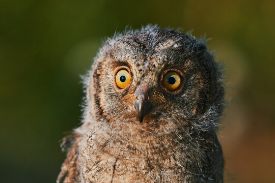 Portrait of a fluffy nestling Eurasian scops owl Otus scops perched on a tree branch in a forest. Close-up of a young wild owl chick in Wildlife habitat, featuring soft feathers, expressive eyes..