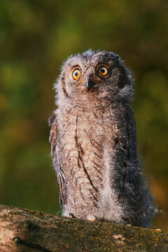 Portrait of a fluffy nestling Eurasian scops owl Otus scops perched on a tree branch in a forest. Close-up of a young wild owl chick in Wildlife habitat, featuring soft feathers, expressive eyes..