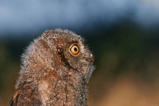 Portrait of a fluffy nestling Eurasian scops owl Otus scops perched on a tree branch in a forest. Close-up of a young wild owl chick in Wildlife habitat, featuring soft feathers, expressive eyes..