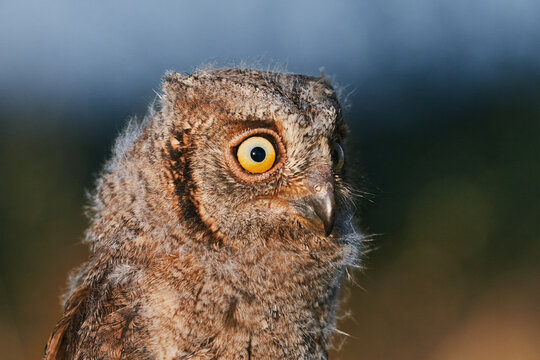 Portrait of a fluffy nestling Eurasian scops owl Otus scops perched on a tree branch in a forest. Close-up of a young wild owl chick in Wildlife habitat, featuring soft feathers, expressive eyes..