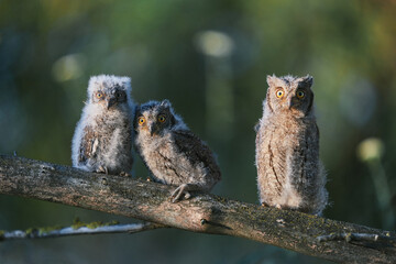 Portrait of three fluffy nestling Eurasian scops owls Otus scops perched on a tree branch in a forest. Close-up of a young wild owl chick in Wildlife habitat, featuring soft feathers, expressive eyes. © EvgeniyQW