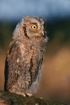 Portrait of a fluffy nestling Eurasian scops owl Otus scops perched on a tree branch in a forest. Close-up of a young wild owl chick in Wildlife habitat, featuring soft feathers, expressive eyes..