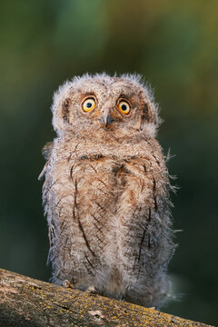 Portrait of a fluffy nestling Eurasian scops owl Otus scops perched on a tree branch in a forest. Close-up of a young wild owl chick in Wildlife habitat, featuring soft feathers, expressive eyes..