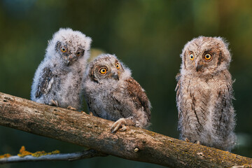 Portrait of three fluffy nestling Eurasian scops owls Otus scops perched on a tree branch in a forest. Close-up of a young wild owl chick in Wildlife habitat, featuring soft feathers, expressive eyes. © EvgeniyQW