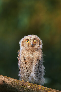 Portrait of a fluffy nestling Eurasian scops owl Otus scops perched on a tree branch in a forest. Close-up of a young wild owl chick in Wildlife habitat, featuring soft feathers, expressive eyes..