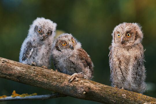 Portrait of three fluffy nestling Eurasian scops owls Otus scops perched on a tree branch in a forest. Close-up of a young wild owl chick in Wildlife habitat, featuring soft feathers, expressive eyes.