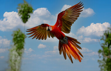 A macaw flying against a cloudy sky, with beautiful backlighting. A red macaw (Ara macao) in a tropical forest in Costa Rica. A wildlife scene from the tropics. Red color in the forest. © mylasa