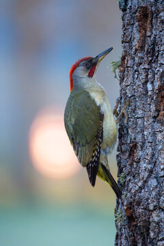 Male european green woodpecker on a branch