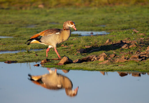 Egyptian goose drinking water on the bank of a pond in Extremadura.