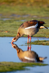 Egyptian goose drinking water on the bank of a pond in Extremadura. © StockPhotoAstur