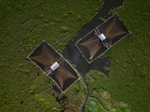 Aerial view of Kesongo marshland featuring traditional fish traps set in green vegetation and dark water in Tuntang, Central Java, Indonesia.