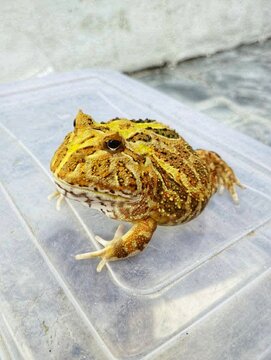 The Pacman frog Ceratophrys has a distinctive dorsal color pattern.